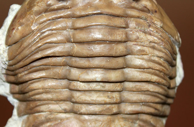 2025，最新作 【ロシア産三葉虫】アサフス・ラトゥス　Asaphus latus　