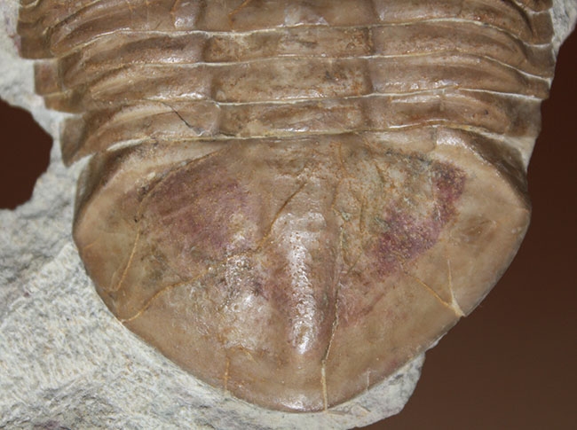 ブルドーザーのような迫力、非常に幅広の個体、ロシア産アサフス・ラトゥス(Asaphus latus)(その4)