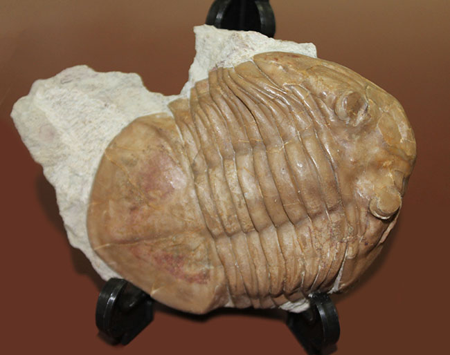 ブルドーザーのような迫力、非常に幅広の個体、ロシア産アサフス・ラトゥス(Asaphus latus)(その5)