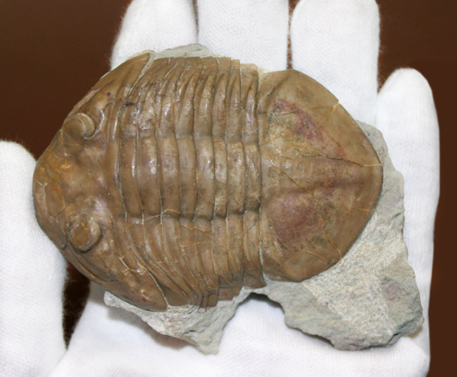 ブルドーザーのような迫力、非常に幅広の個体、ロシア産アサフス・ラトゥス(Asaphus latus)(その6)