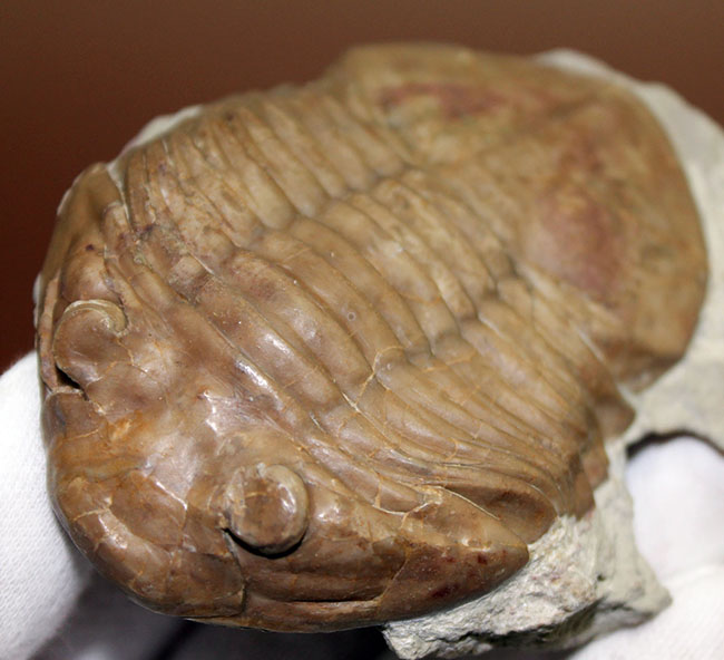 ブルドーザーのような迫力、非常に幅広の個体、ロシア産アサフス・ラトゥス(Asaphus latus)(その7)