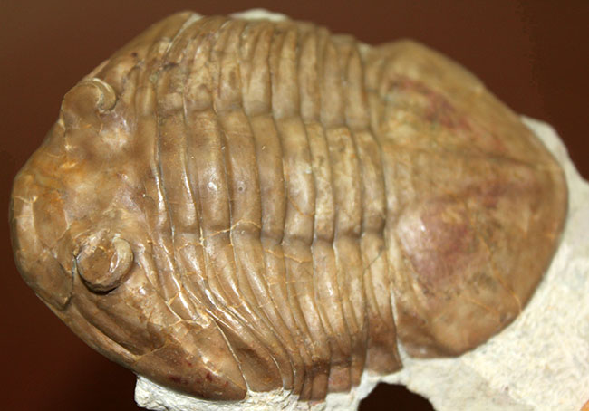 ブルドーザーのような迫力、非常に幅広の個体、ロシア産アサフス・ラトゥス(Asaphus latus)(その8)