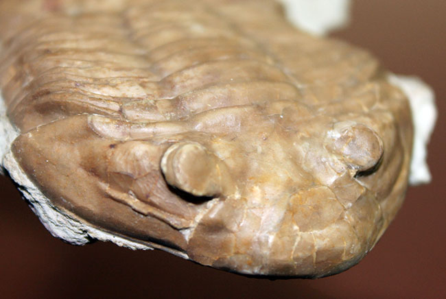 ブルドーザーのような迫力、非常に幅広の個体、ロシア産アサフス・ラトゥス(Asaphus latus)(その9)