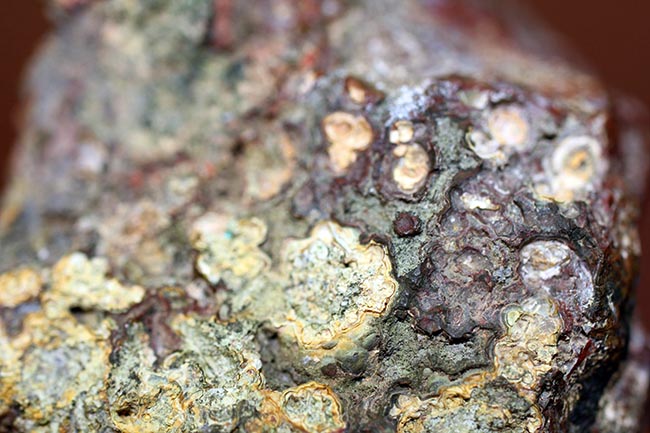 珍しい!ストロマトライトを含むハンガリ産の朱いメノウ(Agate)(その9)