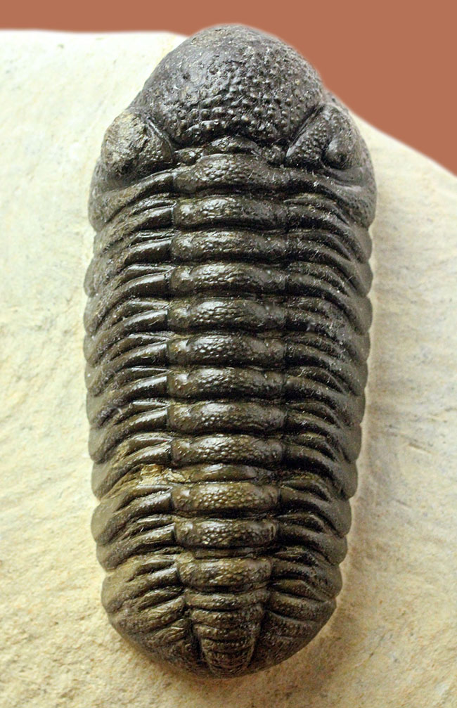 化石標本 三葉虫 USA ファコプス 美麗標本-