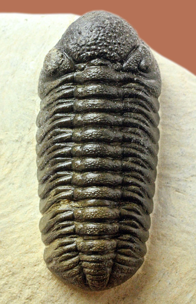 まっすぐに伸びたポーズが印象的、モロッコ産三葉虫ファコプス・スペキュレーター （Phacops speculator）
