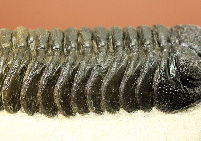 まっすぐに伸びたポーズが印象的、モロッコ産三葉虫ファコプス・スペキュレーター （Phacops speculator）（その10）