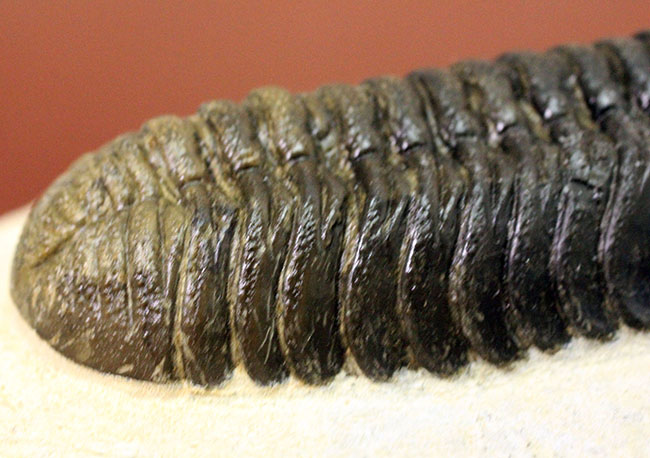 まっすぐに伸びたポーズが印象的、モロッコ産三葉虫ファコプス・スペキュレーター （Phacops speculator）（その11）