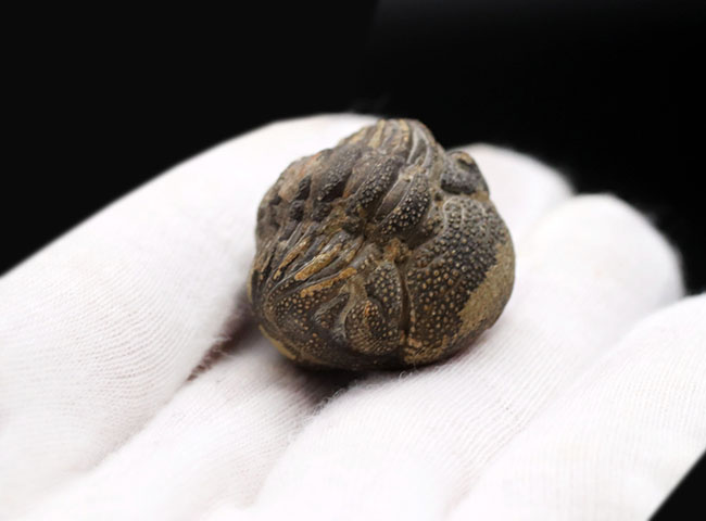 これぞパックマン!完全なるボールと化した三葉虫、ファコプスの化石。エンロール(防御)姿勢を取っています(その6)