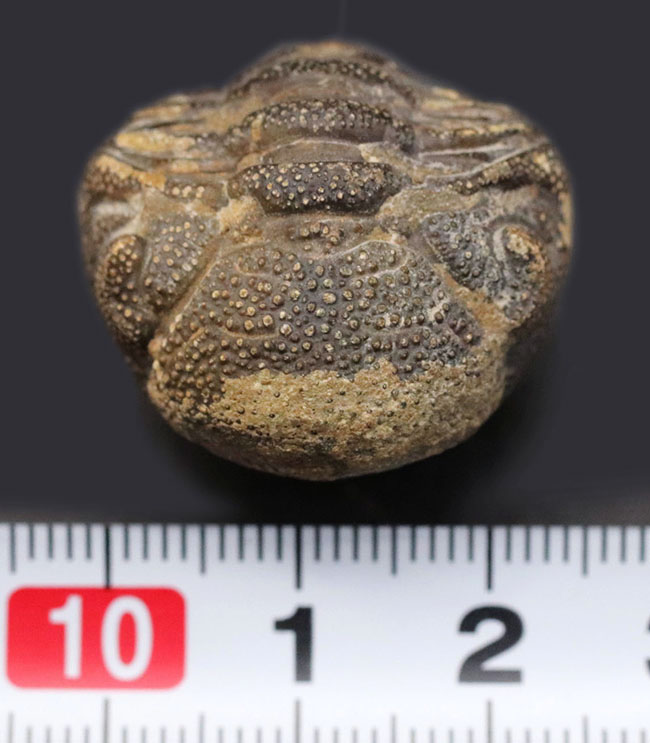 これぞパックマン!完全なるボールと化した三葉虫、ファコプスの化石。エンロール(防御)姿勢を取っています(その9)