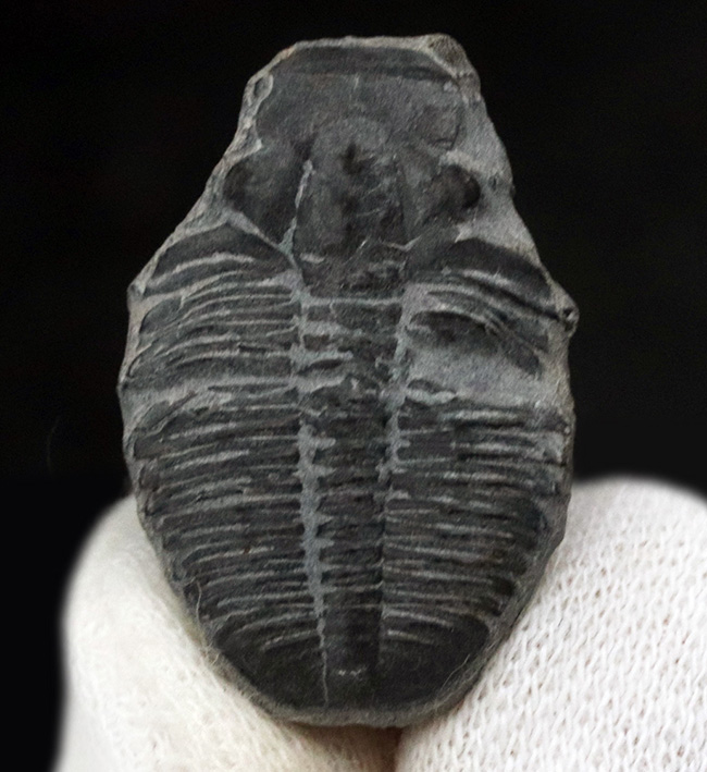 古生代カンブリア紀に生息していた最古の三葉虫の一つ、米国ユタ州産のエルラシア・キンギ三葉虫（その1）