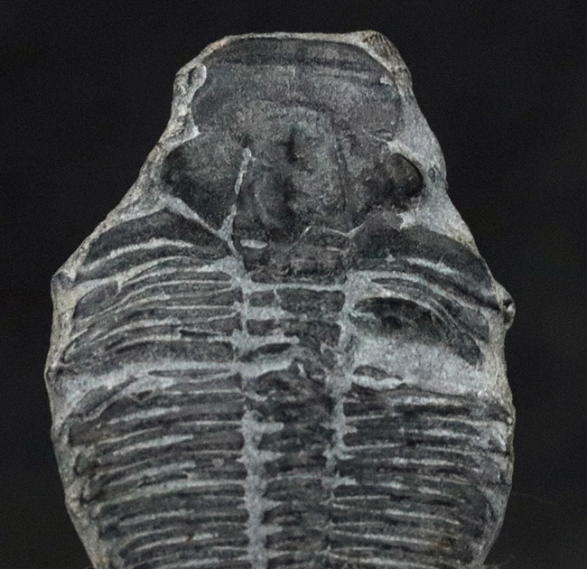 古生代カンブリア紀に生息していた最古の三葉虫の一つ、米国ユタ州産のエルラシア・キンギ三葉虫（その2）