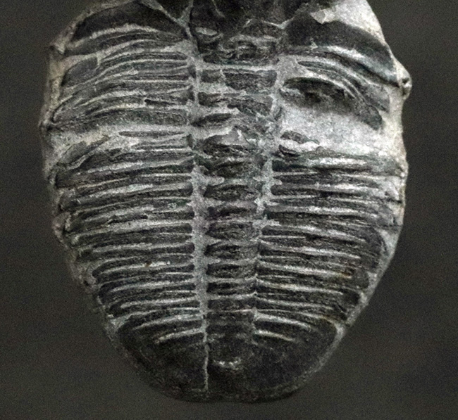 古生代カンブリア紀に生息していた最古の三葉虫の一つ、米国ユタ州産のエルラシア・キンギ三葉虫（その3）