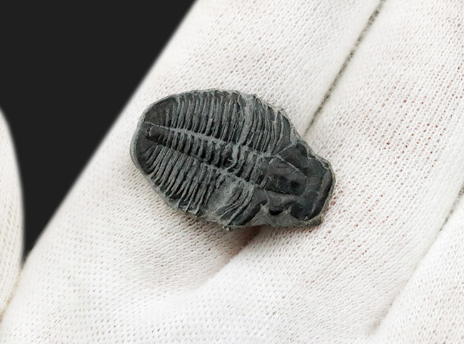古生代カンブリア紀に生息していた最古の三葉虫の一つ、米国ユタ州産のエルラシア・キンギ三葉虫（その5）
