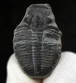 古生代カンブリア紀に生息していた最古の三葉虫の一つ、米国ユタ州産のエルラシア・キンギ三葉虫