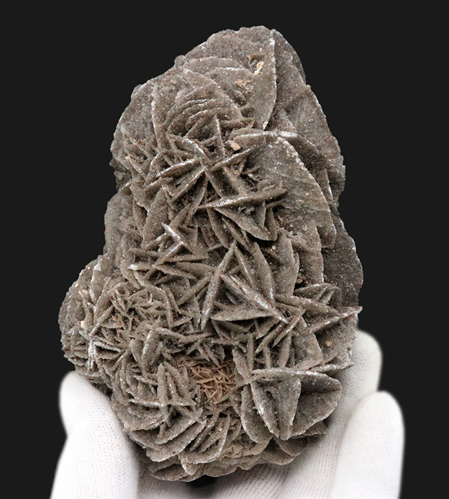 サハラ砂漠に咲いた一輪の美しきバライト結晶、砂漠の薔薇(Desert Rose)(その1)