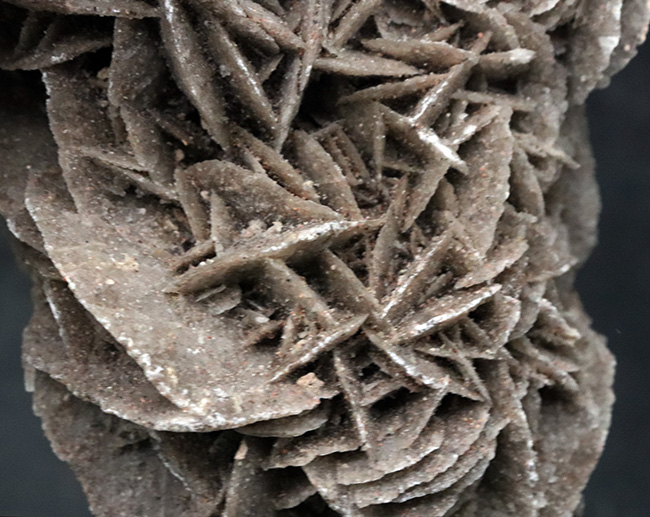 サハラ砂漠に咲いた一輪の美しきバライト結晶、砂漠の薔薇(Desert Rose)(その2)