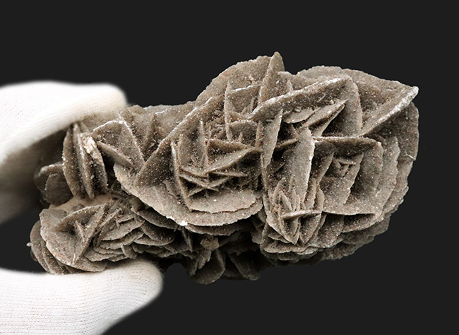サハラ砂漠に咲いた一輪の美しきバライト結晶、砂漠の薔薇(Desert Rose)(その3)