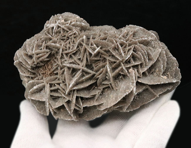 サハラ砂漠に咲いた一輪の美しきバライト結晶、砂漠の薔薇(Desert Rose)(その4)