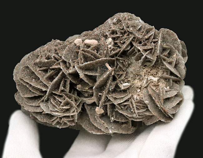 サハラ砂漠に咲いた一輪の美しきバライト結晶、砂漠の薔薇(Desert Rose)(その5)