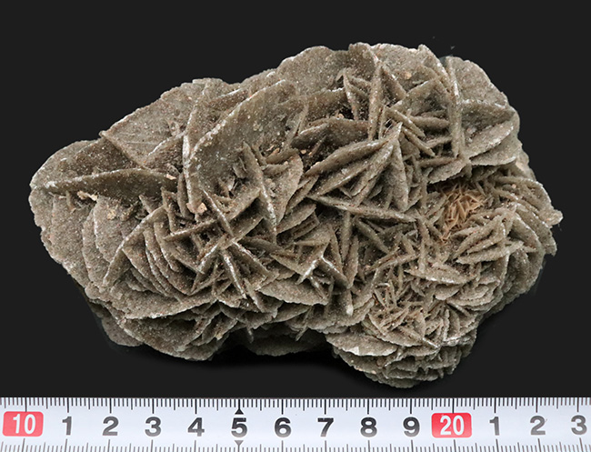 砂漠の薔薇 サハラ砂漠に咲いた一輪の美しきバライト結晶、砂漠の薔薇