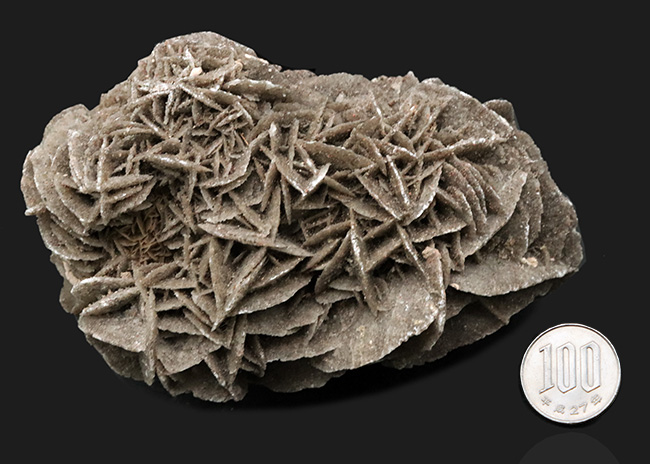 サハラ砂漠に咲いた一輪の美しきバライト結晶、砂漠の薔薇(Desert Rose)(その8)