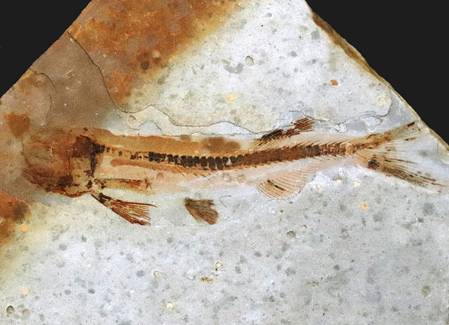 頭から尾の先まで、細部まで精細に完全保存!恐竜時代の淡水魚、リコプテラ(Lycoptera)の全身化石(その1)