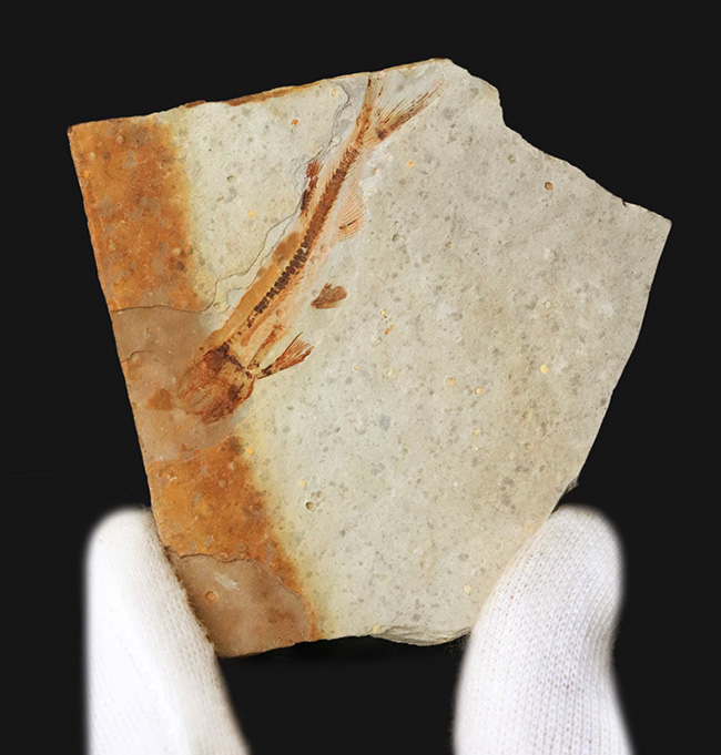 頭から尾の先まで、細部まで精細に完全保存!恐竜時代の淡水魚、リコプテラ(Lycoptera)の全身化石(その2)
