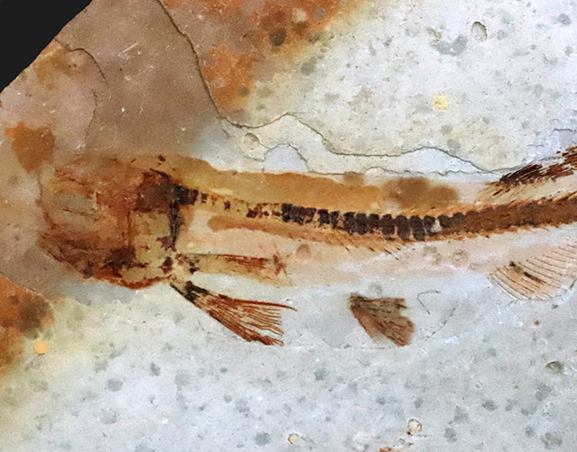 頭から尾の先まで、細部まで精細に完全保存!恐竜時代の淡水魚、リコプテラ(Lycoptera)の全身化石(その3)