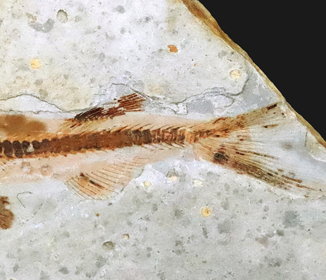 頭から尾の先まで、細部まで精細に完全保存!恐竜時代の淡水魚、リコプテラ(Lycoptera)の全身化石(その4)