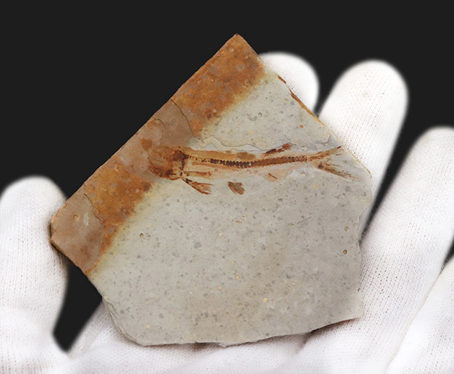 頭から尾の先まで、細部まで精細に完全保存!恐竜時代の淡水魚、リコプテラ(Lycoptera)の全身化石(その5)
