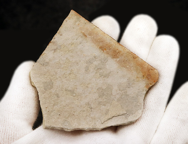 頭から尾の先まで、細部まで精細に完全保存!恐竜時代の淡水魚、リコプテラ(Lycoptera)の全身化石(その6)