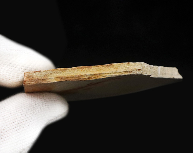 頭から尾の先まで、細部まで精細に完全保存!恐竜時代の淡水魚、リコプテラ(Lycoptera)の全身化石(その7)