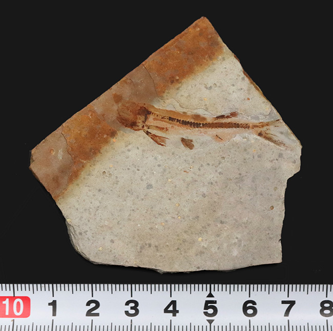 頭から尾の先まで、細部まで精細に完全保存!恐竜時代の淡水魚、リコプテラ(Lycoptera)の全身化石(その8)