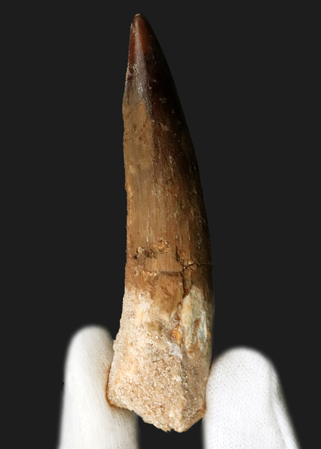 美形でサイズあり!アフリカの王者、スピノサウルス(Spinosaurus)の立派な歯化石(その1)