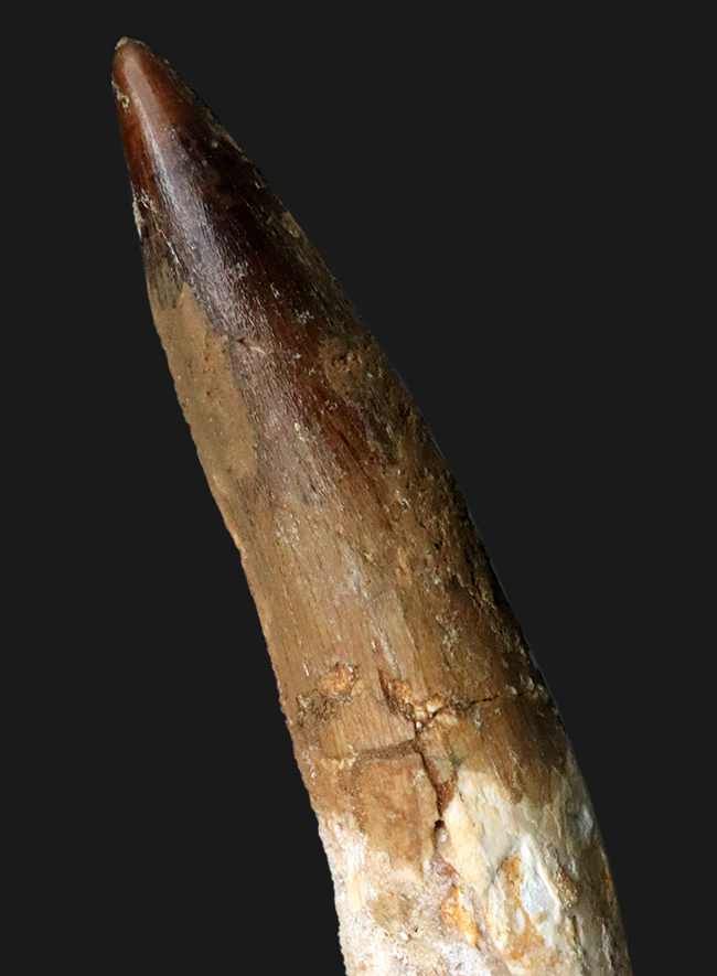 美形でサイズあり!アフリカの王者、スピノサウルス(Spinosaurus)の立派な歯化石(その2)