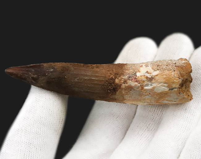 美形でサイズあり!アフリカの王者、スピノサウルス(Spinosaurus)の立派な歯化石(その5)