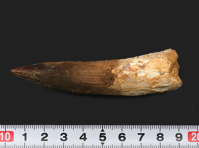 美形でサイズあり!アフリカの王者、スピノサウルス(Spinosaurus)の立派な歯化石(その7)