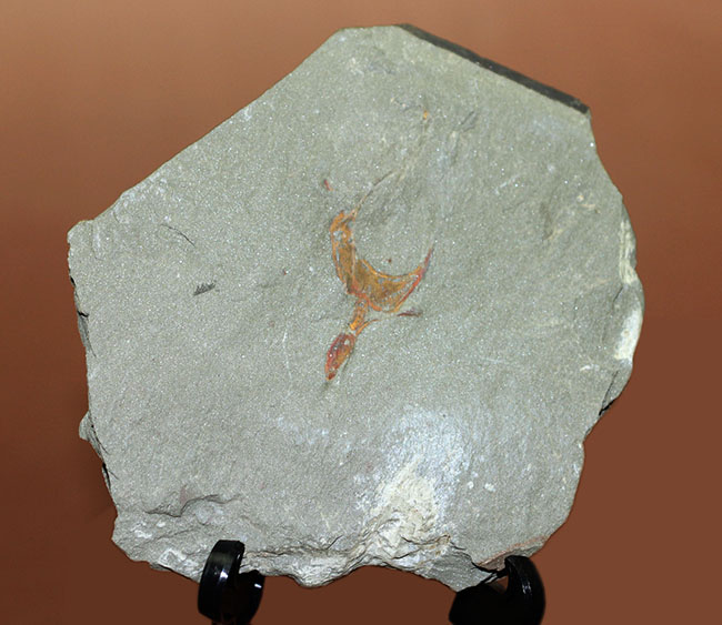 古生代オルドビス紀の奇奇怪怪な棘皮動物、コトゥルノシスティス（Cothurnocystis sp.）（その2）