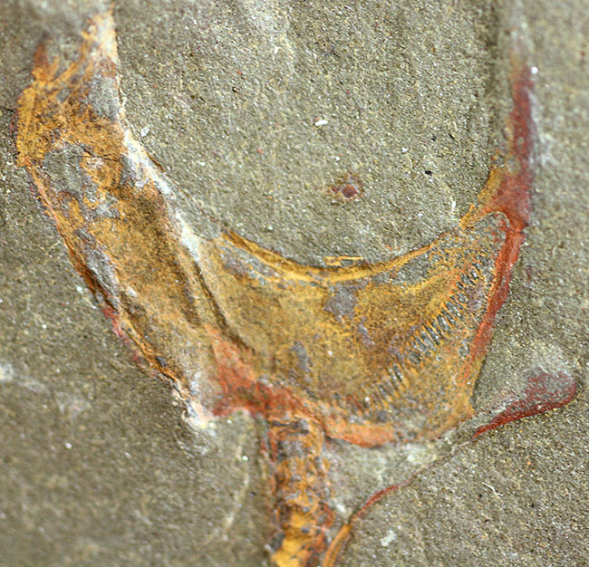 古生代オルドビス紀の奇奇怪怪な棘皮動物、コトゥルノシスティス（Cothurnocystis sp.）（その3）