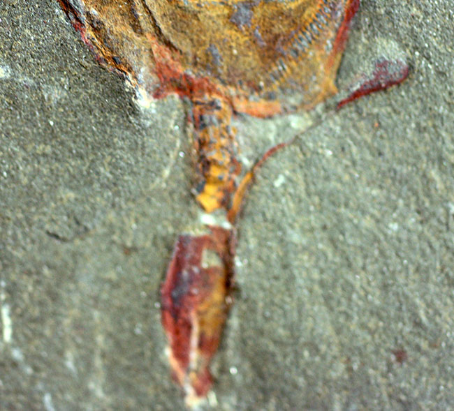 古生代オルドビス紀の奇奇怪怪な棘皮動物、コトゥルノシスティス（Cothurnocystis sp.）（その4）