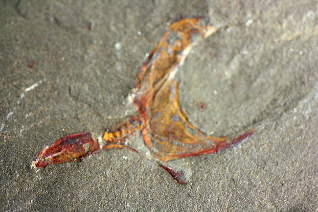 古生代オルドビス紀の奇奇怪怪な棘皮動物、コトゥルノシスティス（Cothurnocystis sp.）（その9）