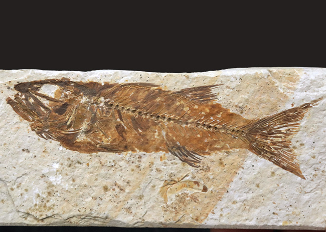 レア！獰猛なハンター！米国グリーンリバー層ミオプロスス・ラブラコイデス（Mioplosus labracoides）の全身化石。本体９センチに迫る立派な個体（その1）