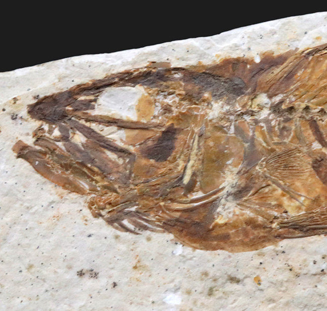 レア！獰猛なハンター！米国グリーンリバー層ミオプロスス・ラブラコイデス（Mioplosus labracoides）の全身化石。本体９センチに迫る立派な個体（その2）