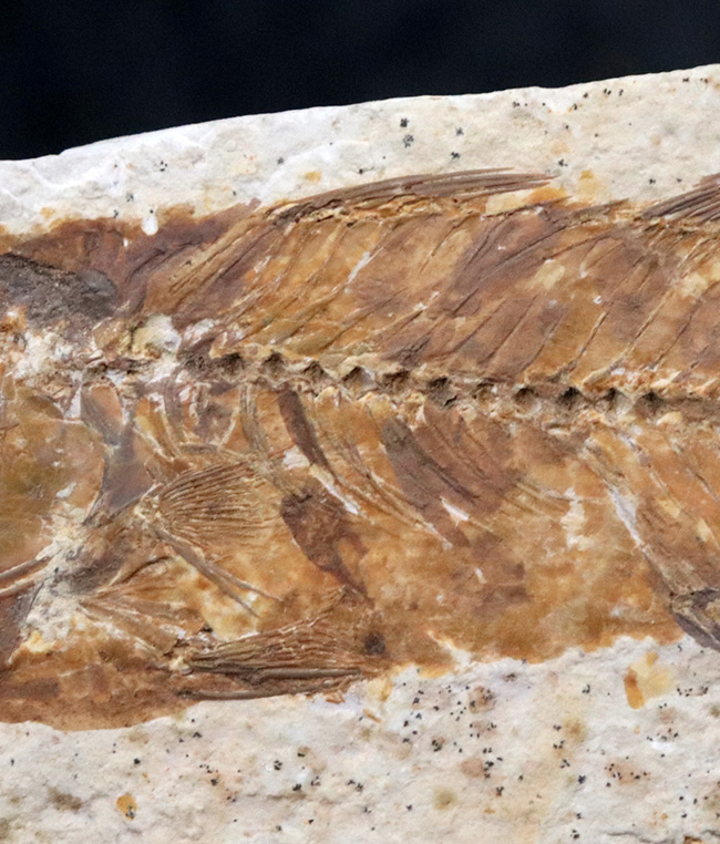 レア！獰猛なハンター！米国グリーンリバー層ミオプロスス・ラブラコイデス（Mioplosus labracoides）の全身化石。本体９センチに迫る立派な個体（その3）