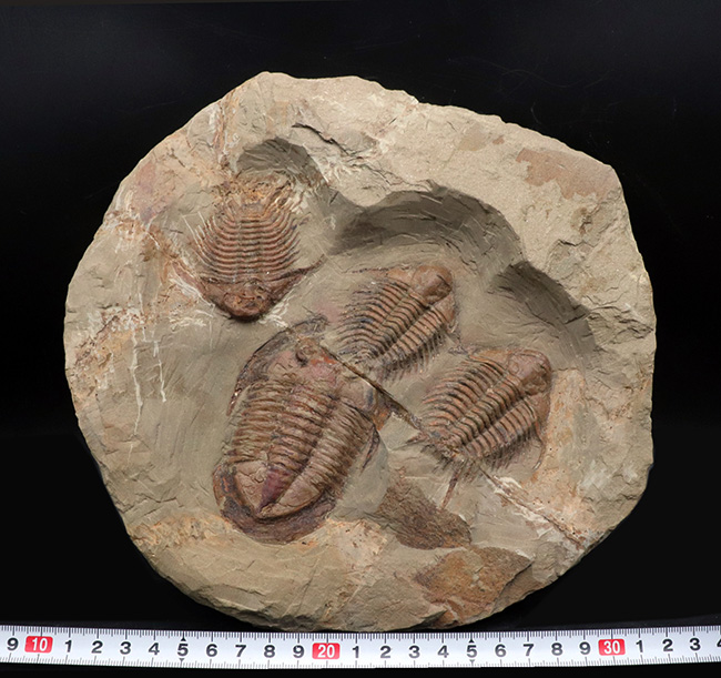 Amazon | 三葉虫化石エルドレドゲオプス[PH46]防御態勢防御姿勢