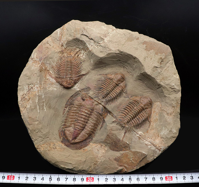 スーパーレア！トップクラスの希少性！モロッコ産三葉虫、フォウロニア（Foulonia）とアサフスとクアドラプル（４体）のマルチプレート化石。ジ・オールドコレクション（その12）