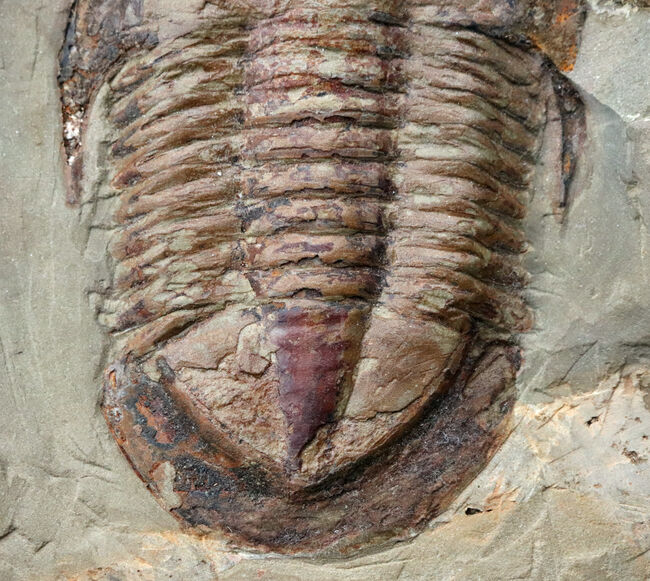 三葉虫の化石 モロコプス② モロッコ産　本物保証 モロッコ産 三葉虫化石 2P