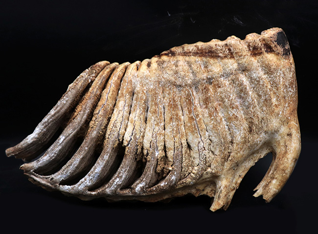 保存状態極めて良好！２６センチ超え、２．７キログラムオーバーの巨大なケナガマンモス（Mammuthus primigenius）の臼歯化石（その1）