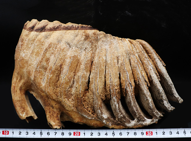 保存状態極めて良好！２６センチ超え、２．７キログラムオーバーの巨大なケナガマンモス（Mammuthus primigenius）の臼歯化石（その12）